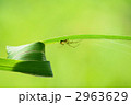 カバキコマチグモ