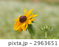 2963651