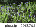 2963708