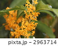 2963714