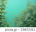2965581