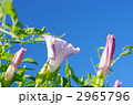青空にヒルガオ