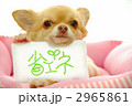 省エネだワン！