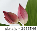 ハスの花蕾
