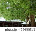 夫婦楠