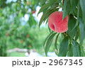 桃