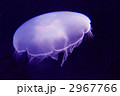 2967766