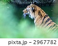2967782