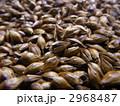 六条大麦