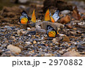 カザリシロチョウの吸水