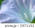 昼顔の花