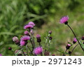 アザミの花
