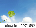 四葉のクローバーと青空