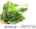 モロヘイヤ