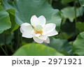はすの花