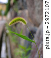 2972107