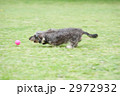 芝生の上を走るダックス
