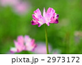 れんげ