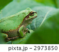 アマガエル