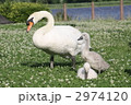 多々良沼の白鳥