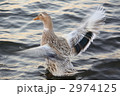 多々良沼のカモ