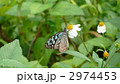 リュウキュウアサギマダラ