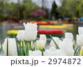 チューリップ(スワンウィングス)