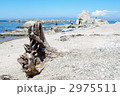 流木と海
