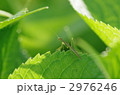 カマキリ