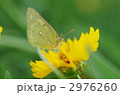 キバナコスモスとモンシロチョウ
