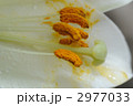 2977033