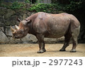 上野動物園のサイ