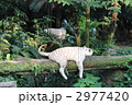 やる気のないホワイトタイガー