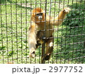 孫悟空のモデルになった希少動物　金糸猴