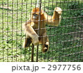 孫悟空のモデルになった希少動物　金糸猴