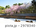 京都　龍安寺の春