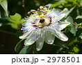 時計草　パッションフルーツになるのかな?