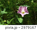 7月　ヒルガオ・ヒルガオ科07