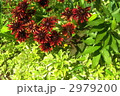 7月　ルドベキア・キク科13