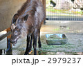 ニホンカモシカ