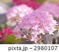 夏☆星群