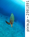 ウミガメ