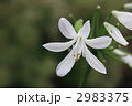 2983375