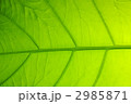 2985871
