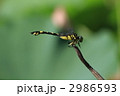 オニヤンマ