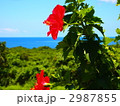 海を見つめて・・・
