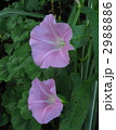 万葉集の花