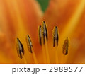 2989577