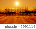 夕暮れの防風林