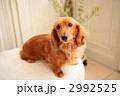 ミニチュアダックス
